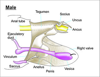 <span class="mw-page-title-main">Lepidoptera genitalia</span> Study of the genitalia of butterflies and moths