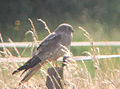 Adult male; Saint-Maurice sur Dargoire, France