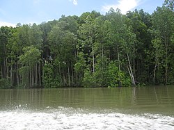 Mangrove di Teluk Bintuni