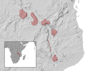 <i>Melanoseps ater</i> Species of reptile