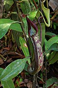 Nepenthes fusca