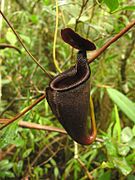 Nepenthes leonardoi