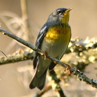 <i>Parula</i> Genus of birds