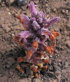 Orobanche bulbosa