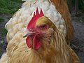 Primo piano frontale di una gallina Orpington Fulva.