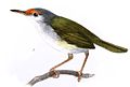 Rufous-fronted Tailorbird  (Orthotomus frontalis, cat. )