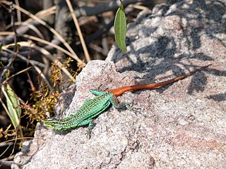 <span class="mw-page-title-main">Sekukhune flat lizard</span> Species of lizard