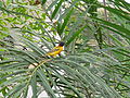 Dorfweber Village Weaver