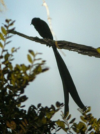 <span class="mw-page-title-main">Stephanie's astrapia</span> Species of bird