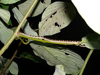 <i>Psammodynastes pictus</i> Species of snake