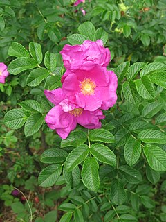 <i>Rosa rugosa</i> species of plant