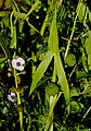 Inflorescence, leave, and fruits