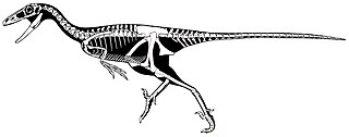 <i>Stenonychosaurus</i> Theropod dinosaur