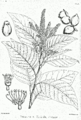 Plaukuotasis viršūklis (Terminalia chebula)