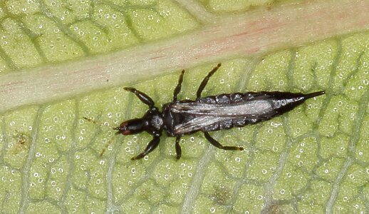 Tube-tailed thrips (Family Phlaeothripidae)