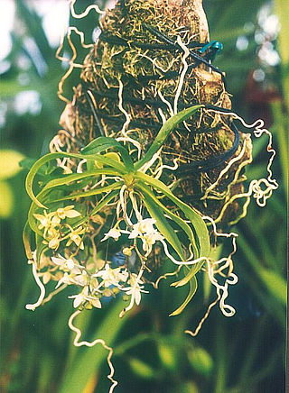 <i>Thrixspermum</i> Genus of orchids