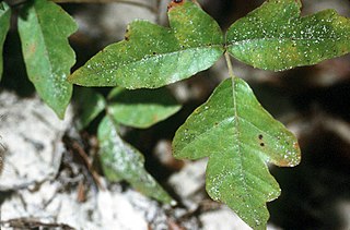 <i>Toxicodendron pubescens</i> Eastern poison oak