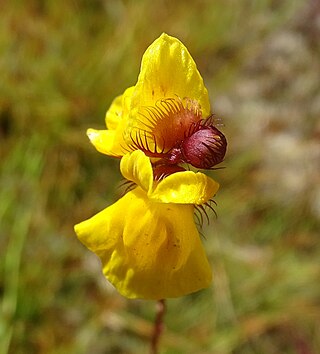 <i>Utricularia simulans</i> Species of carnivorous plant