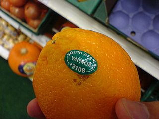 <span class="mw-page-title-main">Valencia orange</span> Hybrid orange