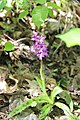 Orchis mascula France - Le Vuache