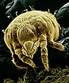 Image 9A microscopic mite Lorryia formosa (from Nature)