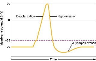 <span class="mw-page-title-main">Depolarization</span> Change in a cells electric charge distribution