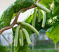 Male flowers