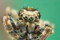 Gambar Laba-laba peloncat yang diambil dengan lensa mikroskop dan diproses menggunakan teknik penumpukan fokus