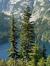 Subalpine fir (Abies lasiocarpa)