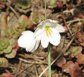 <i>Acis valentina</i> Species of flowering plant in the family Amaryllidaceae