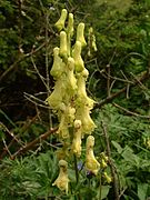 Aconitum lycoctonum