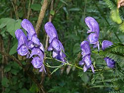 Aconitum variegatum