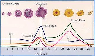 <span class="mw-page-title-main">Induced ovulation (animals)</span> Ovulation in response to an external stimulus