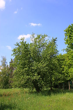 Baltalksnis (Alnus incana)