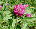 Alpinis dobilas (Trifolium alpestre)