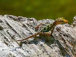 <i>Anolis vermiculatus</i> Species of lizard