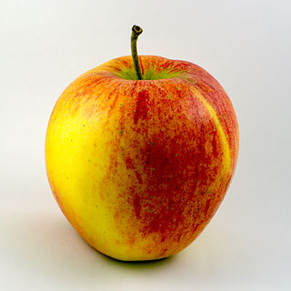 <span class="mw-page-title-main">Pinova</span> Apple cultivar