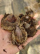 Arisaema triphyllum