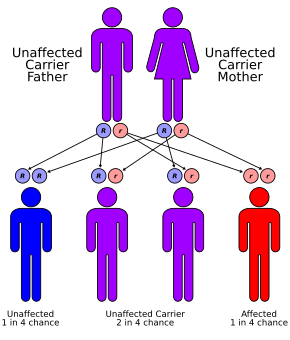 Cystic fibrosis has an autosomal recessive pattern of inheritance. Autorecessive.svg