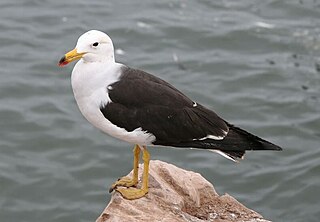 <span class="mw-page-title-main">Belcher's gull</span> Species of bird