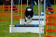 A young dog takes part in a flyball training session. Note the use of netting to stop the dog running out. Breezeflyballtraining.JPG