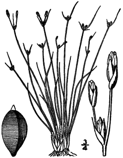 <i>Bulbostylis capillaris</i> Species of grass-like plant