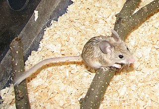 <span class="mw-page-title-main">Mouse-like hamster</span> Genus of rodents