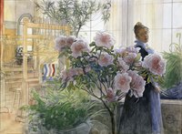 Azalea, 1906