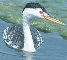 Clark's grebe ClarksGrebe23.jpg