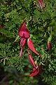 Clianthus puniceus