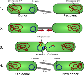 <span class="mw-page-title-main">Pilus</span> A proteinaceous hair-like appendage on the surface of bacteria