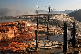 Dead trees at Mammoth Hot Springs