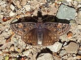 Erynnis juvenalis (Juvenal's duskywing) Adult, dorsal view.