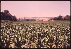 Fields outside Chandlersville